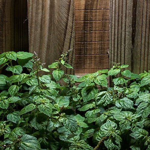 Clearwood® (84238-39-1 / 1450625-49-6) – Sustainable