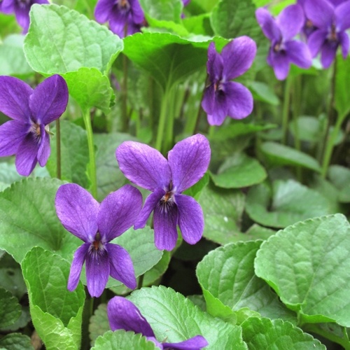 Violet Leaf Absolute - 10% Dilution for Natural Perfumery