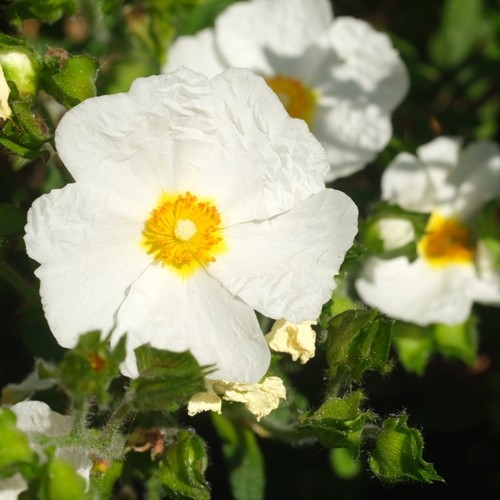 Perfumers Apprentice - Cascarilla Bark Oil **