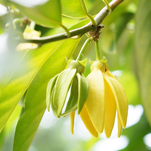 Joi 様　Lorenzo Villoresi Ylang Ylang social.26313.jpg