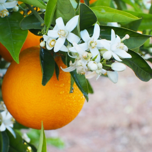 ScenTree - Orange Blossom Absolute (CAS N° 8030-28-2)