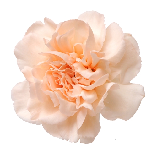 Perfumers Apprentice - Carnation Essence **