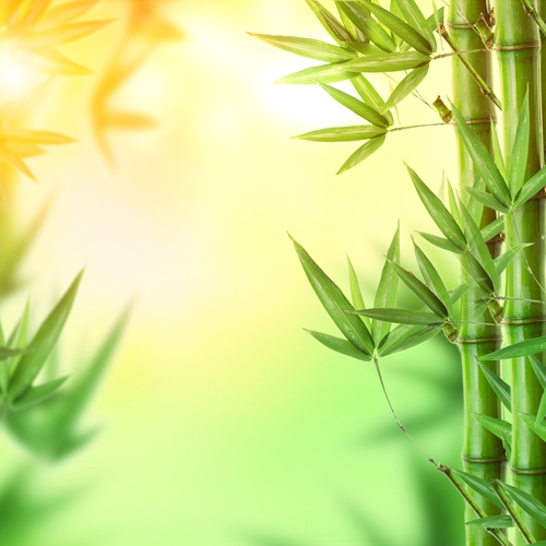 Perfumers Apprentice Spring Bamboo Essence