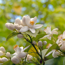 Neroli Artessence (Biolandes) **