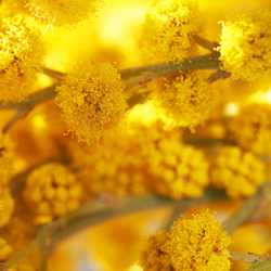 Mimosa Absolute (50% Alc) **
