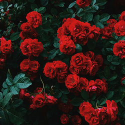 Rose Oxide (Laevo)