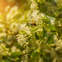 Aurantiol® Pure (Givaudan)