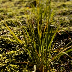 Vetimoss