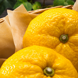 Yuzu Peel Oil (Japan) **