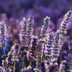 Lavender (Fine) EO (Biolandes)