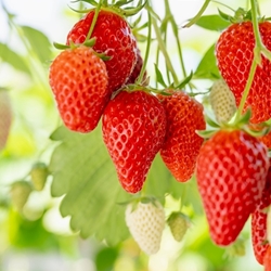 Strawberry (Splash) Flavor