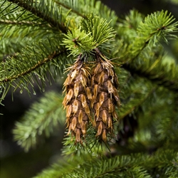 Douglas Fir Needle **
