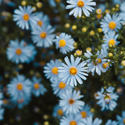 Chamomile (Blue) - Egypt