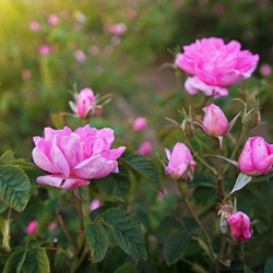 Rose Oxide (Dextro)