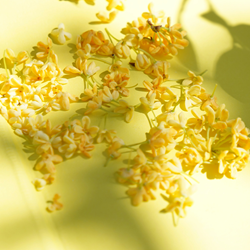 Osmanthus Absolute