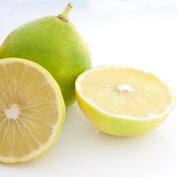 Bergamot Givco 104/5 - Fragrance **