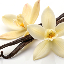 French Vanilla (Fragrance) **