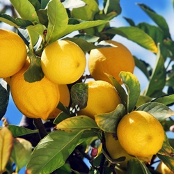 Lemon - Spain