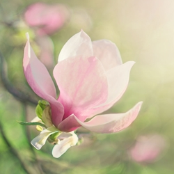 Magnolia flowers – organic (China) J.Steele