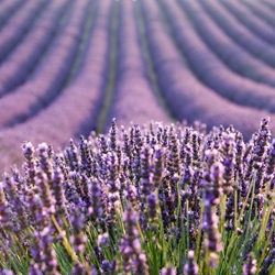 Lavender Fleurs (France)