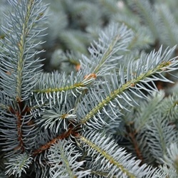 Grey Pine **