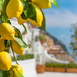 Lemon - Sfumatrice (Italy)**